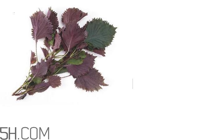 紫苏的功效和作用是什么?紫苏可以和鸡蛋就一起吃吗? 紫苏的功效和作用是什么?紫苏可以和鸡蛋就一起吃吗?