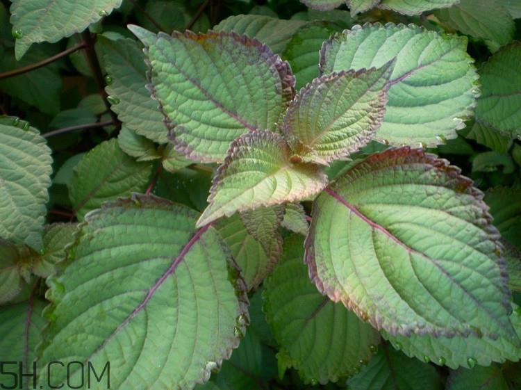 紫苏的功效和作用是什么?紫苏可以和鸡蛋就一起吃吗? 紫苏的功效和作用是什么?紫苏可以和鸡蛋就一起吃吗?