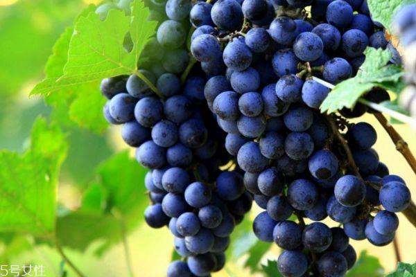孕妇能吃葡萄吗 孕妇吃葡萄好处多 孕妇能吃葡萄吗 孕妇吃葡萄好处多