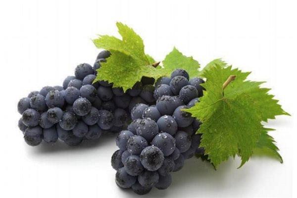 孕妇能吃葡萄吗 孕妇吃葡萄好处多 孕妇能吃葡萄吗 孕妇吃葡萄好处多
