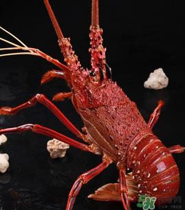 澳洲龙虾一只多少钱？澳洲龙虾多少钱一只？