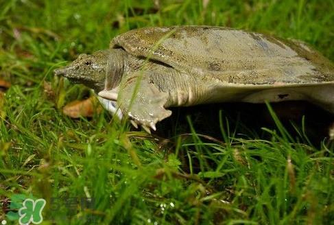 甲鱼又叫什么?甲鱼吃什么食物 甲鱼又叫什么?甲鱼吃什么食物