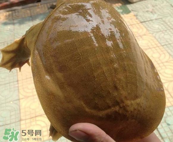 甲鱼又叫什么?甲鱼吃什么食物 甲鱼又叫什么?甲鱼吃什么食物