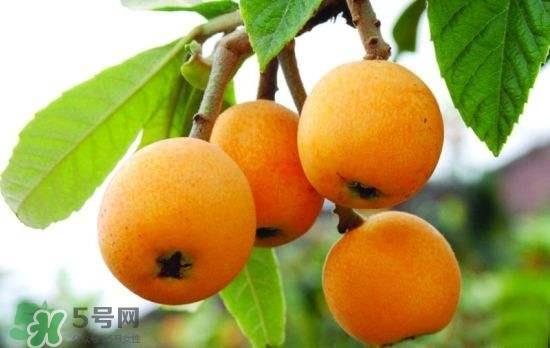 孕妇能吃枇杷吗?孕妇吃枇杷对胎儿好吗? 孕妇能吃枇杷吗?孕妇吃枇杷对胎儿好吗?