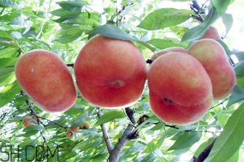 蟠桃的营养价值有哪些？蟠桃的吃法有哪些？