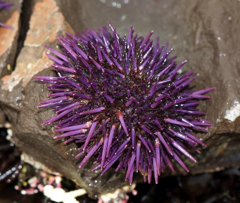 台湾和日本常见食用海胆种类