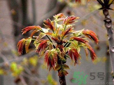 香椿好吃吗?香椿可以做菜吗? 香椿好吃吗?香椿可以做菜吗?