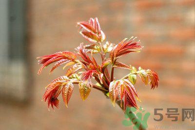 香椿好吃吗?香椿可以做菜吗? 香椿好吃吗?香椿可以做菜吗?