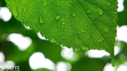 桑叶茶哪些人不能喝？过多饮用伤脾胃伤肾