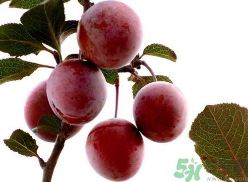 李子可以放冰箱吗？李子应该怎样保存？