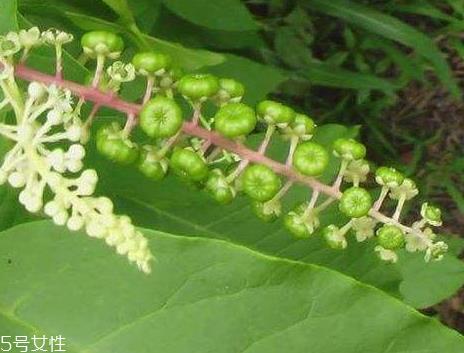 草参多少钱一斤 价格不贵