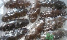 泡发好的海参怎么保存?发过的海参怎么保存?