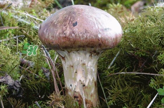 松茸是发物吗?松茸是热性还是凉性? 松茸是发物吗?松茸是热性还是凉性?