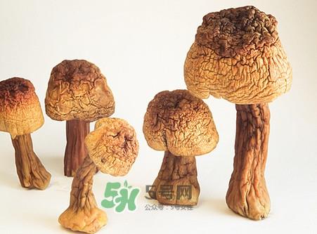 松茸是发物吗?松茸是热性还是凉性? 松茸是发物吗?松茸是热性还是凉性?