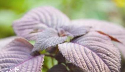 紫苏叶是什么颜色？紫苏叶是紫色的吗？