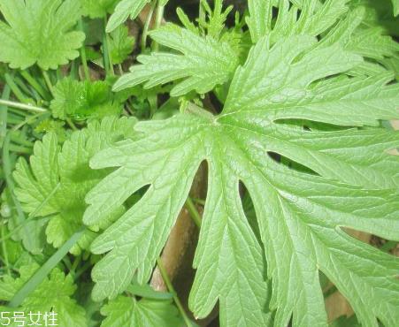 益母草能不能催经 催经圣物