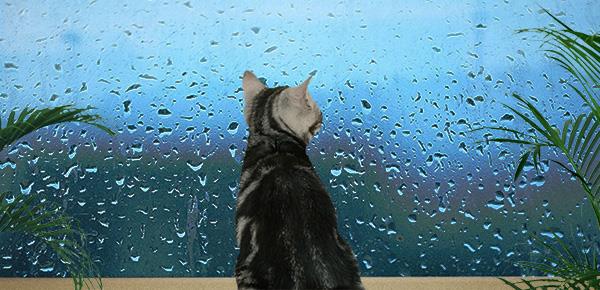 什么叫蓝颜知己?什么关系?