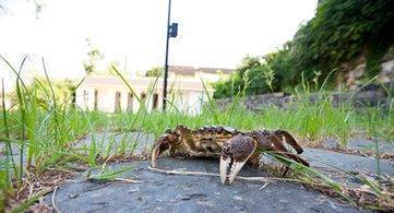 湖南张家界十大著名美食, 你吃过几个呢?