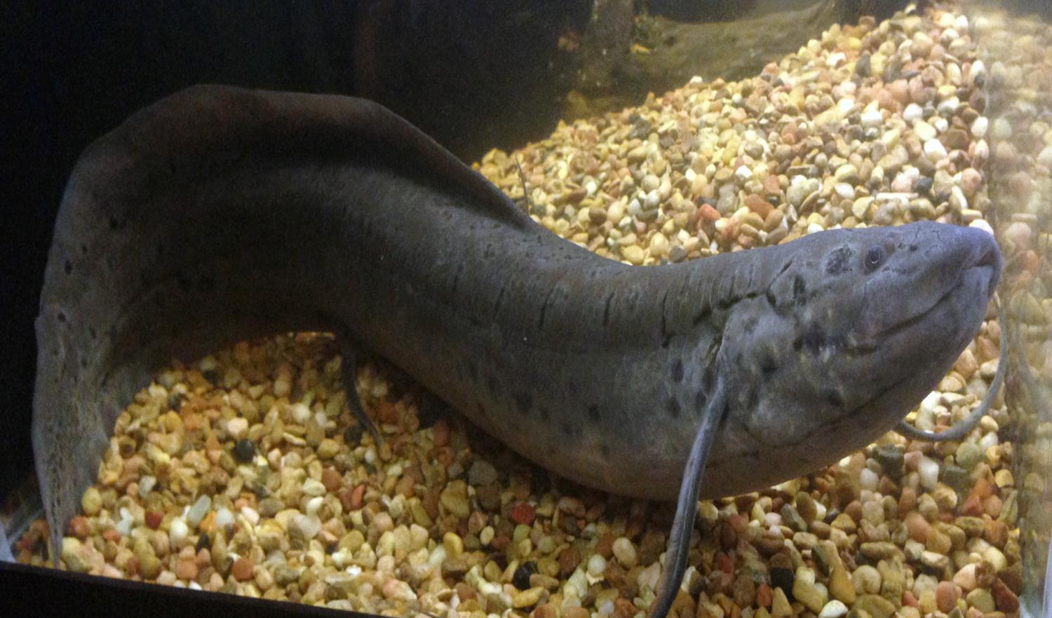 非洲强悍的肺鱼,离水四年也能活下来,真是奇迹!