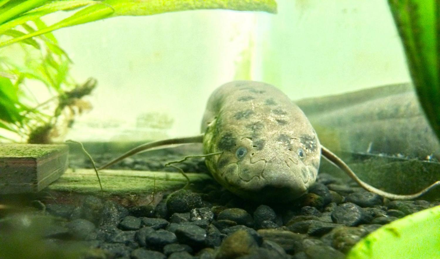 非洲强悍的肺鱼,离水四年也能活下来,真是奇迹!