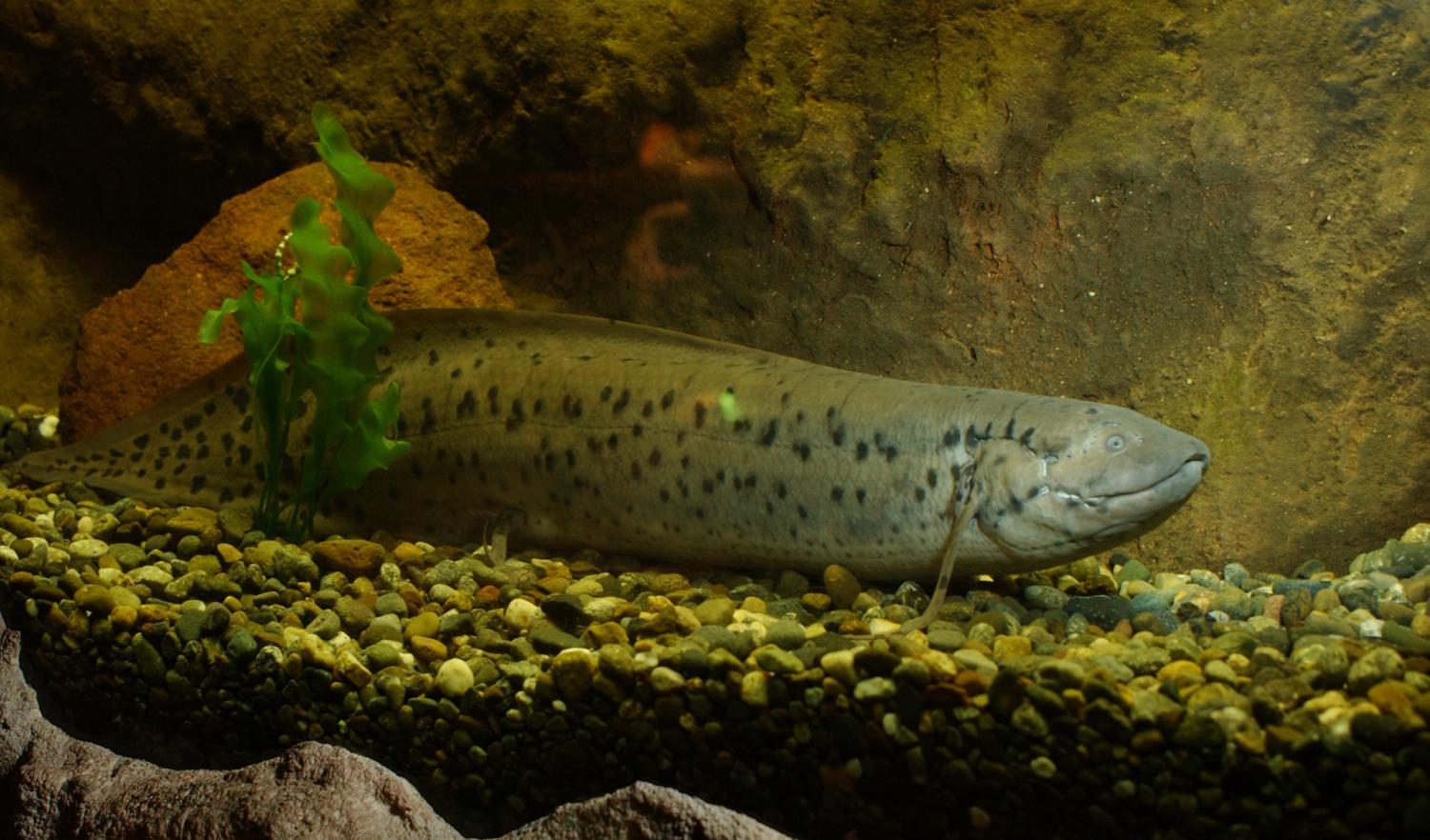 非洲强悍的肺鱼,离水四年也能活下来,真是奇迹!