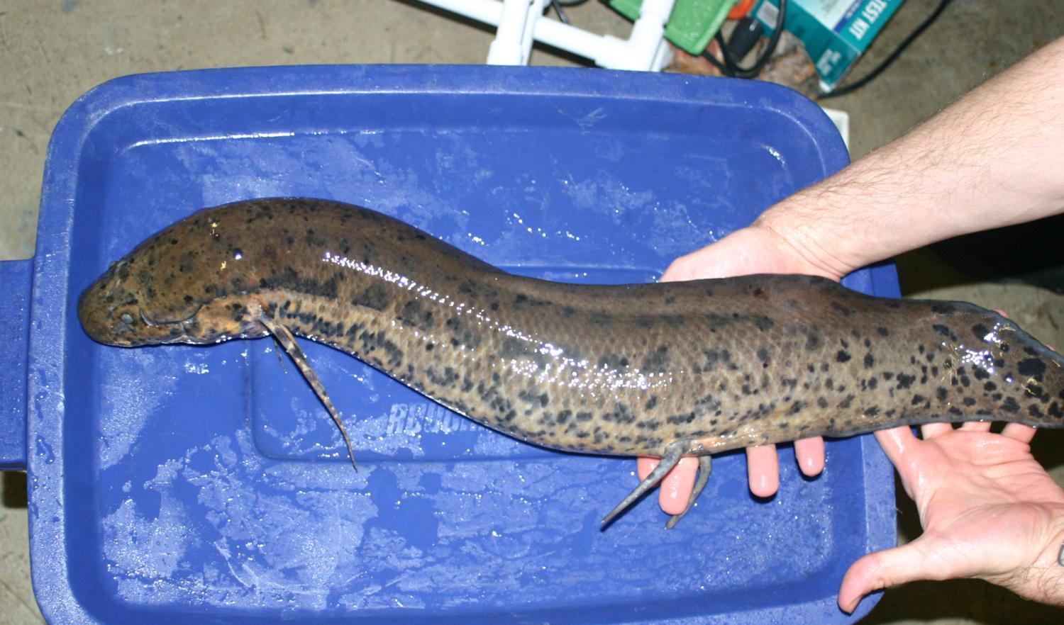 非洲强悍的肺鱼,离水四年也能活下来,真是奇迹!