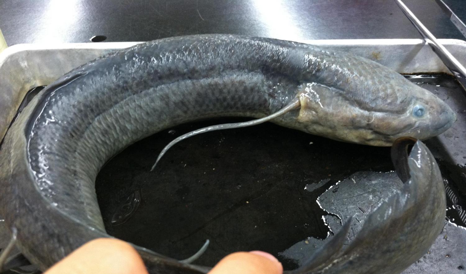 非洲强悍的肺鱼,离水四年也能活下来,真是奇迹!