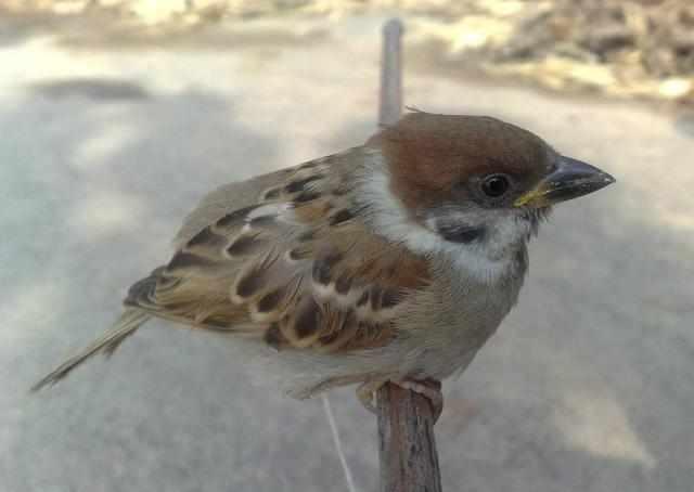 过去不受农民喜欢的麻雀，现在却开始人工养殖了，这是为什么呢？