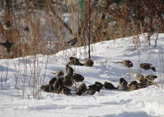 过去不受农民喜欢的麻雀，现在却开始人工养殖了，这是为什么呢？