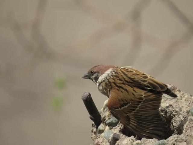 过去不受农民喜欢的麻雀，现在却开始人工养殖了，这是为什么呢？