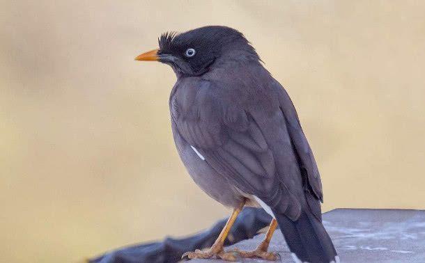 宠物鸟:八哥对比鹦鹉,其缺点在哪里?主要体现在这几点!