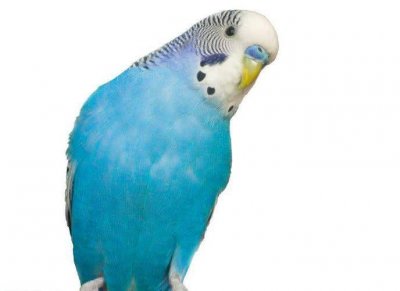 ​宠物鸟：八哥对比鹦鹉，其缺点在哪里？主要体现在这几点！