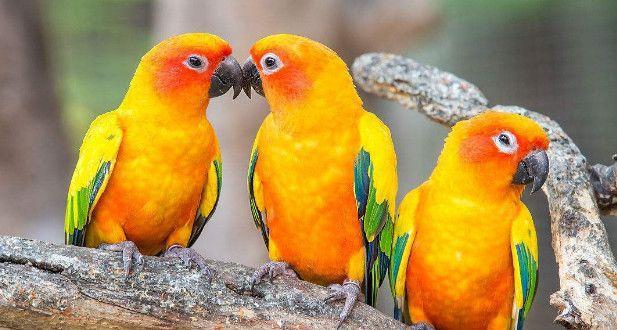 宠物鸟:八哥对比鹦鹉,其缺点在哪里?主要体现在这几点!