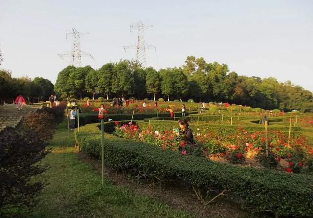 来到中山一定要到的公园,紫马岭公园,值得一游!记得关注哟!