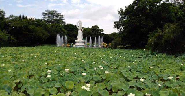 来到中山一定要到的公园,紫马岭公园,值得一游!记得关注哟!