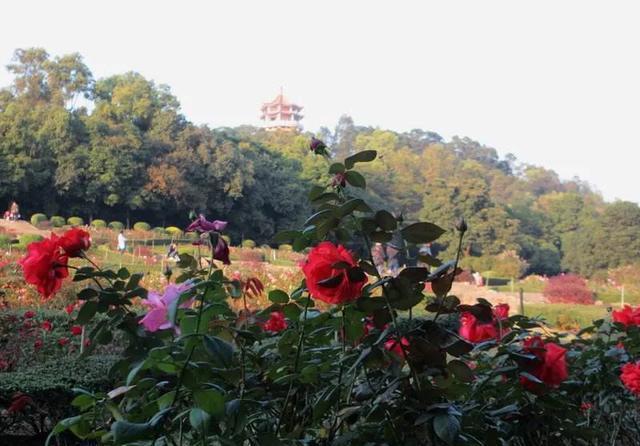 来到中山一定要到的公园,紫马岭公园,值得一游!记得关注哟!