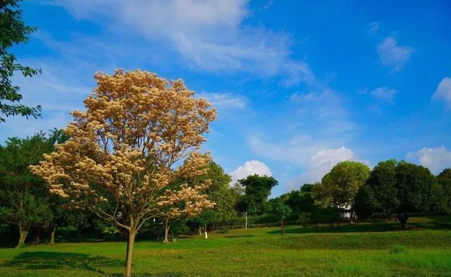 来到中山一定要到的公园,紫马岭公园,值得一游!记得关注哟!