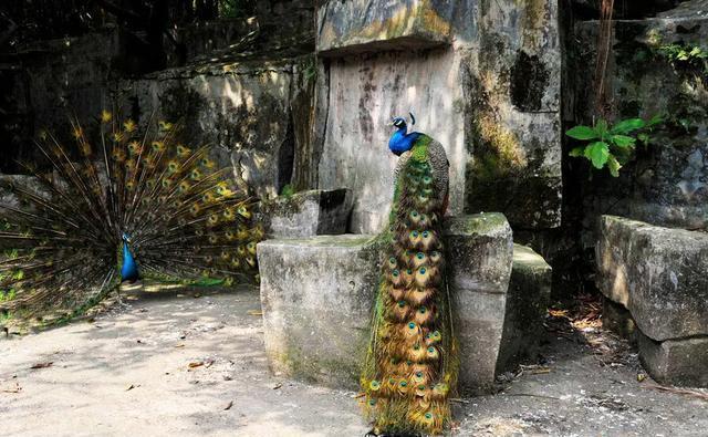 来到中山一定要到的公园,紫马岭公园,值得一游!记得关注哟!