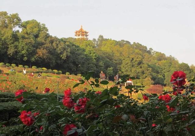 来到中山一定要到的公园,紫马岭公园,值得一游!记得关注哟!