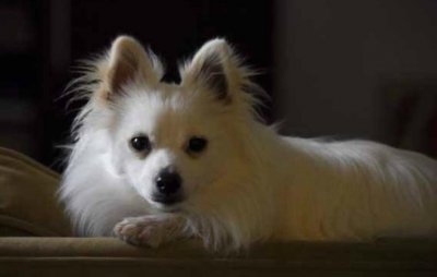 ​怎么挑选纯种的博美犬，博美纯不纯，关键看这几点