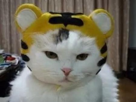 甜炸了!亚洲飞人苏炳添中山大婚!青梅竹马16年修成正果… | 晨读天下