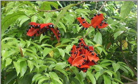 苹婆与假苹婆叶片差异 苹婆与假苹婆叶片差异