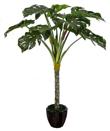 生长环境的差异 生长环境的差异