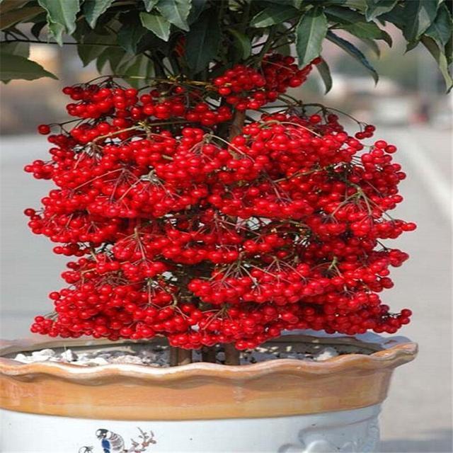 1种花，人称“黄金万两”，客厅养1盆，吉祥如意好运来，我就养了