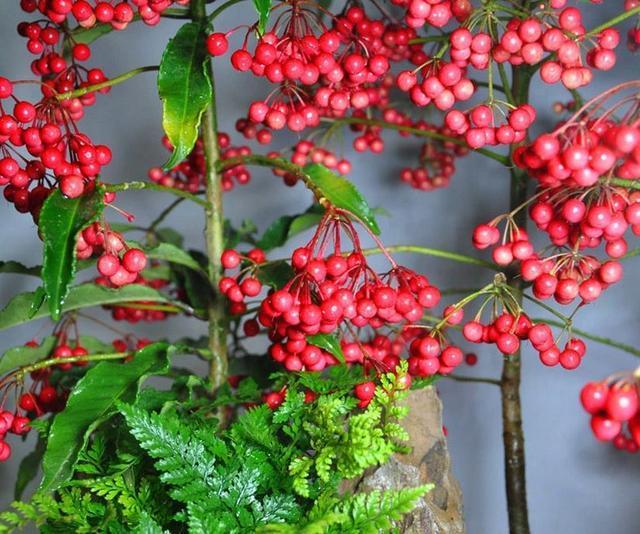 1种花，人称“黄金万两”，客厅养1盆，吉祥如意好运来，我就养了