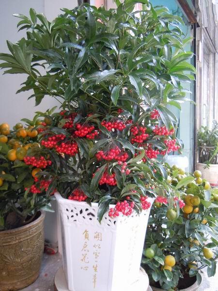 1种花，人称“黄金万两”，客厅养1盆，吉祥如意好运来，我就养了