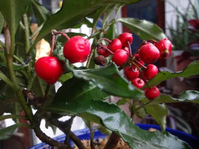 1种花，人称“黄金万两”，客厅养1盆，吉祥如意好运来，我就养了