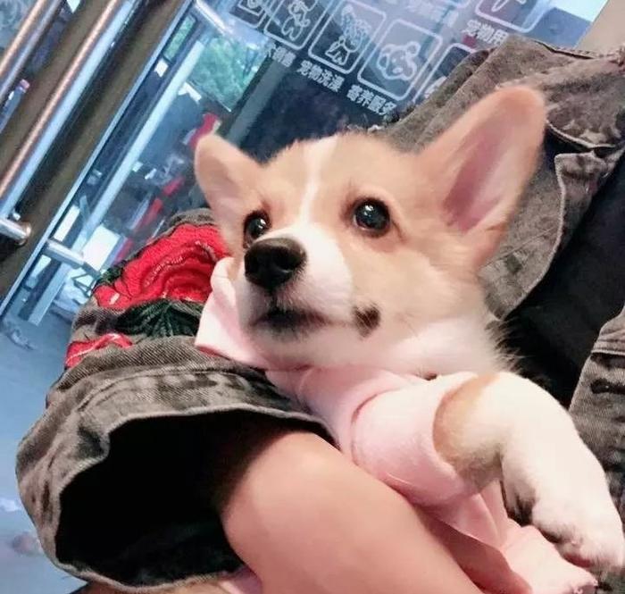 何兴丽事件-柯基走失,找到时却被扔下6楼