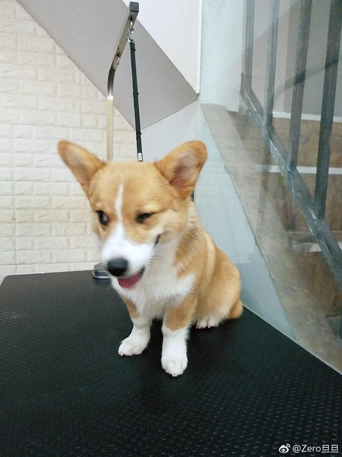 何兴丽事件-柯基走失,找到时却被扔下6楼