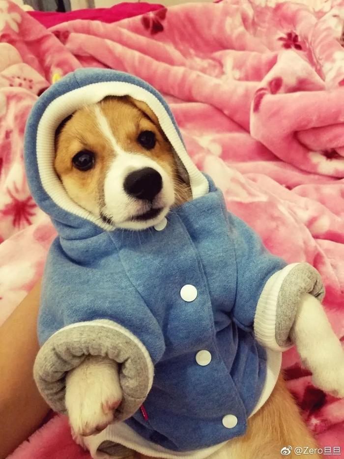 何兴丽事件-柯基走失,找到时却被扔下6楼